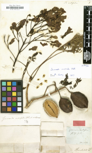 Image of Bignonia acutiflora