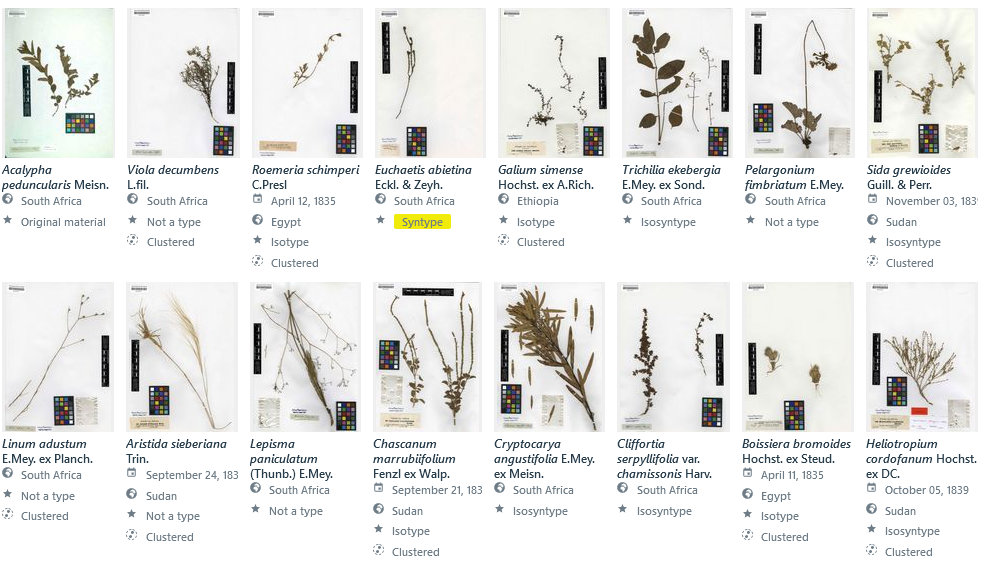 Gallery view of the German Virtual Herbarium